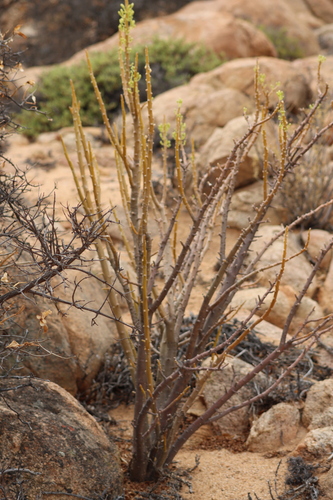 Image of Pork Babooncabbage by (c) amantedarmanin, some rights reserved (CC BY)