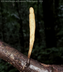 Xylaria