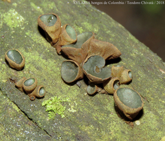 Cordieritidaceae