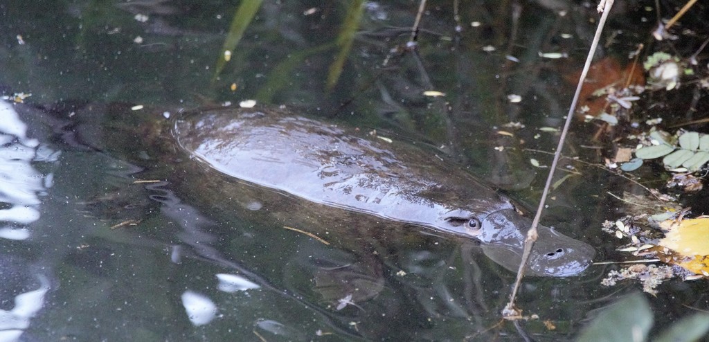 Platypus
