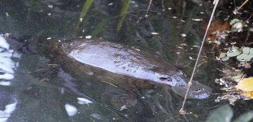 Platypus