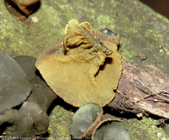 Cordieritidaceae