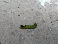 Lepidoptera