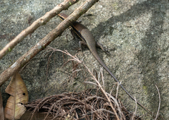 Eutropis borealis