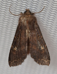 Apamea cogitata