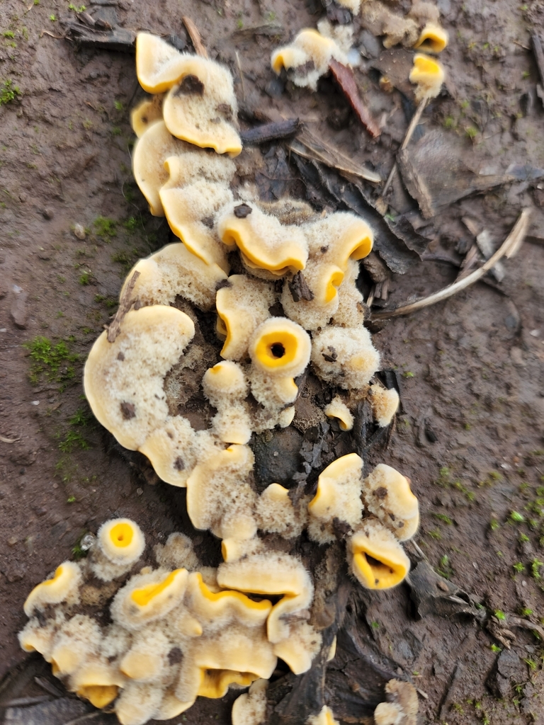 Stereum hirsutum · June 2022 · photo: © laflorifunga_ (iNaturalist, cc-by)