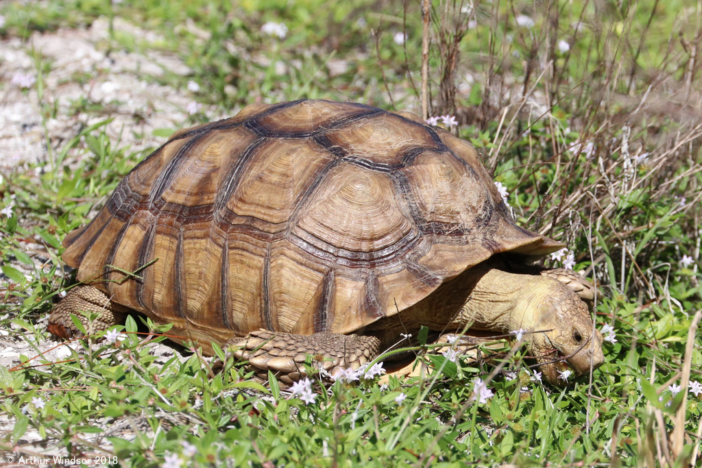 Rùa Sulcata