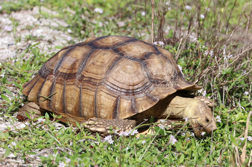 African Spurred Tortoise