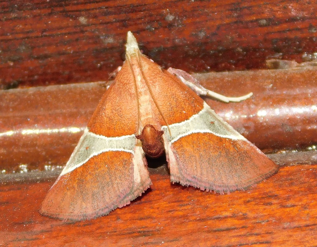 Bostra conflualis