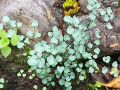 Argyrochosma microphylla
