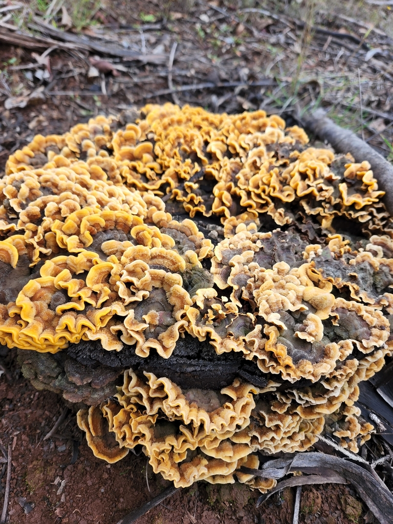 Stereum hirsutum · June 2022 · photo: © laflorifunga_ (iNaturalist, cc-by)