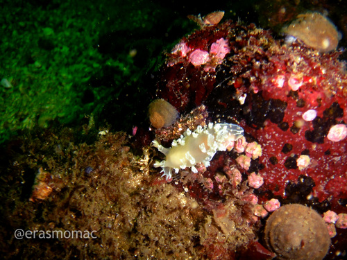 Tritonia odhneri