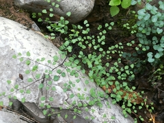 Argyrochosma microphylla