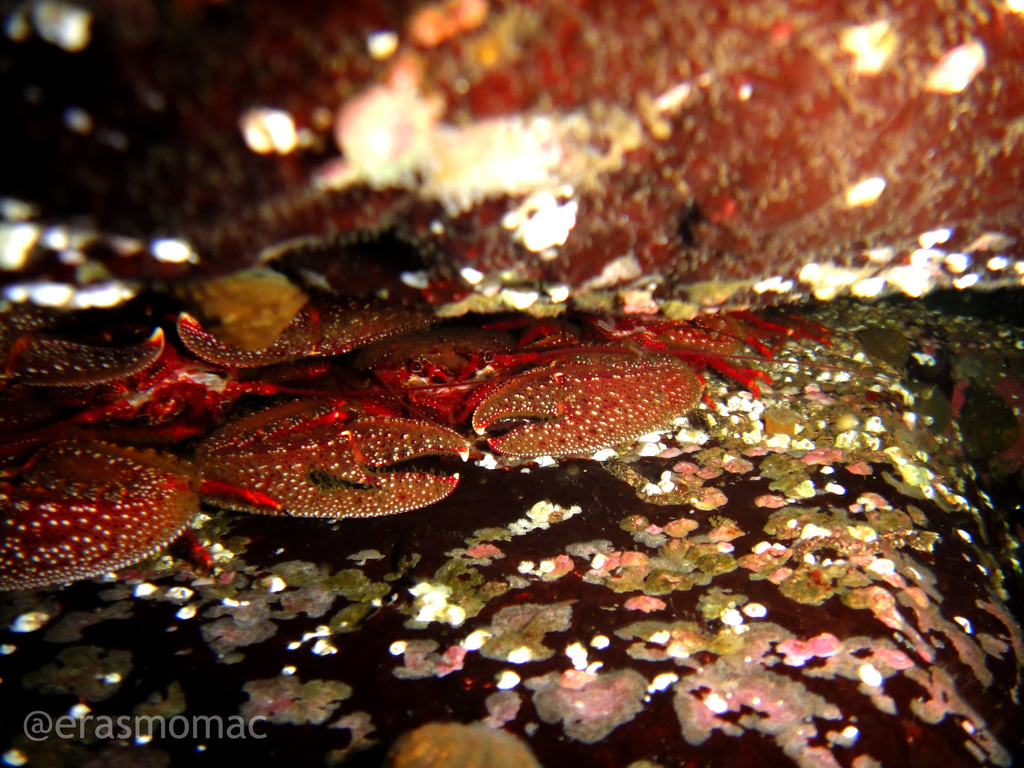 Petrolisthes desmarestii