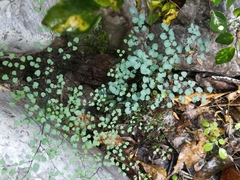 Argyrochosma microphylla