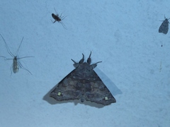 Olceclostera brama