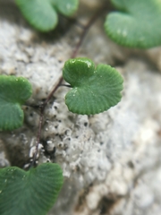Argyrochosma microphylla