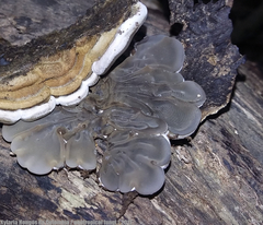 Auricularia brasiliana