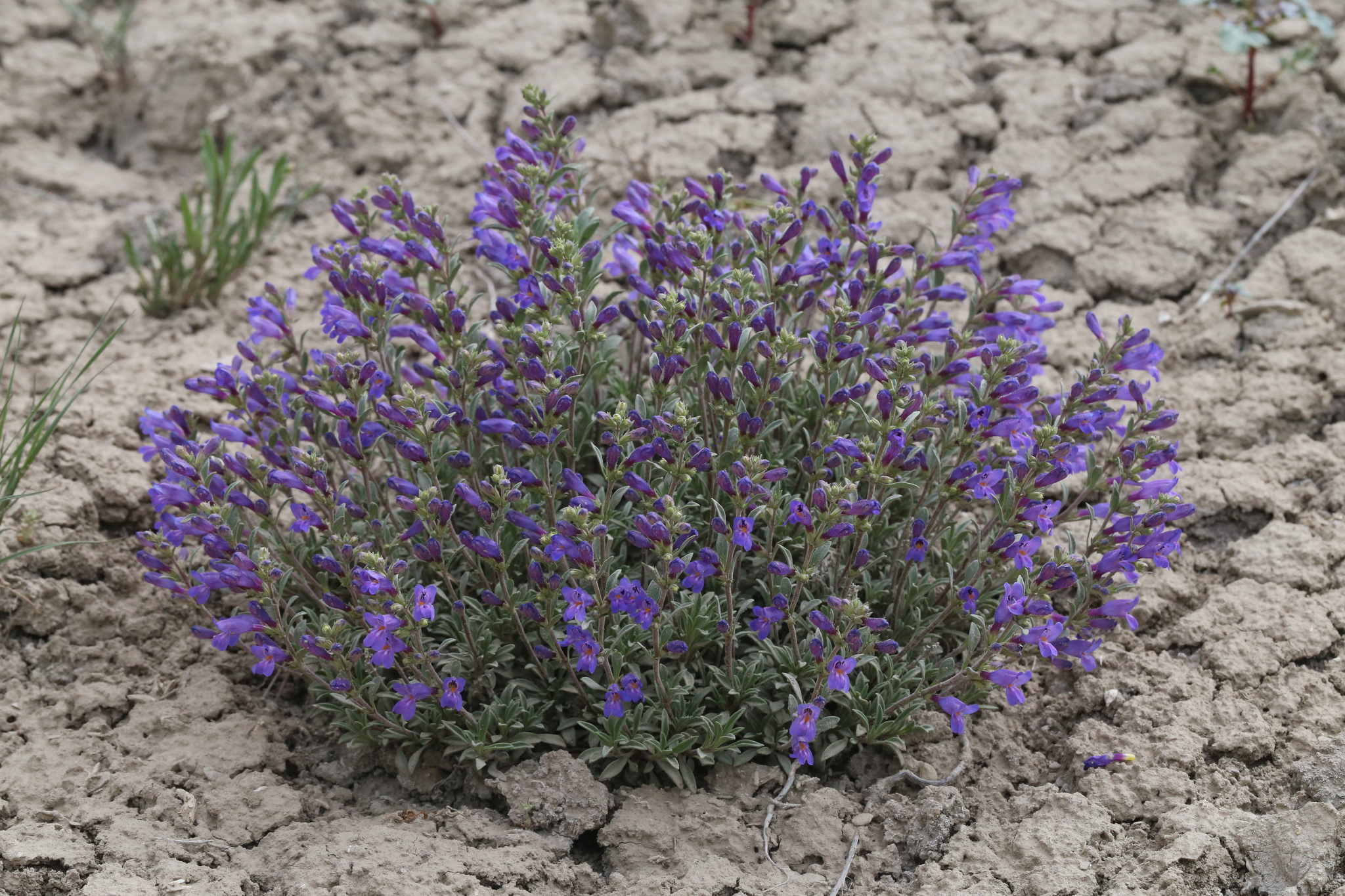 Penstemon retrorsus