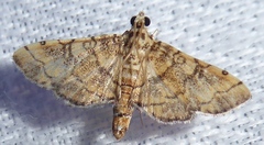 Lamprosema tampiusalis