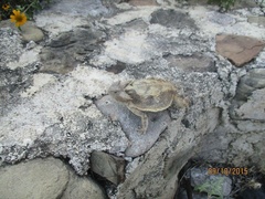 Phrynosoma taurus