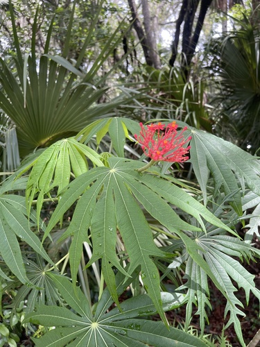 Jatropha multifida