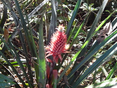 Ananas comosus bracteatus