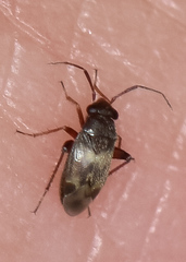 Spanagonicus albofasciatus