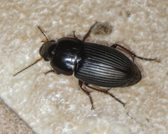 Anisodactylini