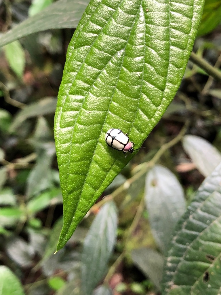 Alagoasa crux-nigra
