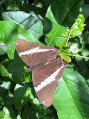 Lepidoptera
