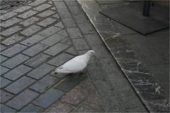 Columba livia domestica