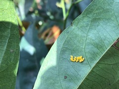 Insecta