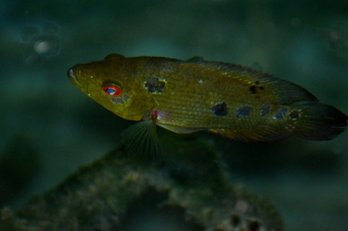 Amphilophus trimaculatus