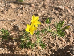 Leptosiphon chrysanthus