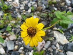 Heliopsis parvifolia