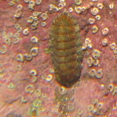 Ischnochiton maorianus