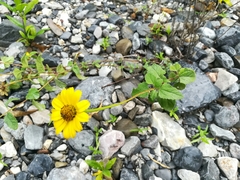 Heliopsis parvifolia