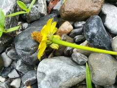 Heliopsis parvifolia
