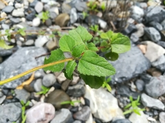Heliopsis parvifolia