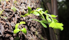 Tmesipteris lanceolata