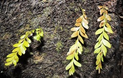 Tmesipteris lanceolata