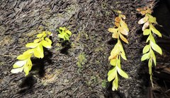 Tmesipteris lanceolata