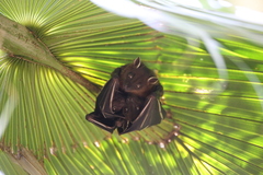 Cynopterus sphinx