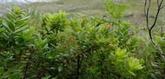 Morella kraussiana