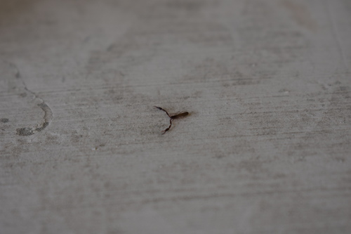 Minniza elegans