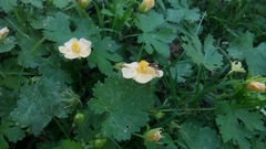 Modiolastrum malvifolium