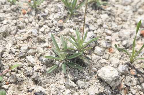 Image of Tetraneuris turneri by (c) Reid Hardin, some rights reserved (CC BY)
