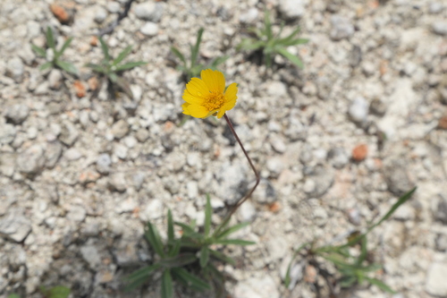 Image of Tetraneuris turneri by (c) Reid Hardin, some rights reserved (CC BY)