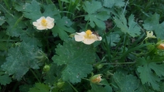 Modiolastrum malvifolium